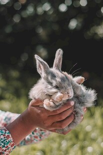 手捧萌兔的温馨瞬间