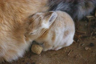 依偎的小兔与动物伙伴