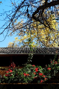 古建旁繁花与秋叶相映