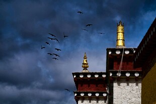 藏式建筑上空飞鸟景象