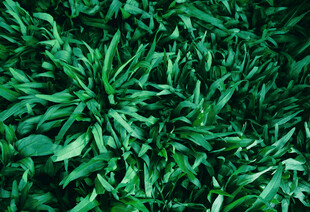 翠绿繁茂的植物叶片