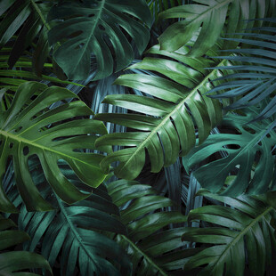 热带阔叶植物背景图