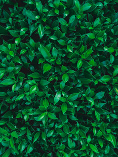 翠绿繁茂的植物叶片背景