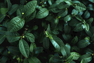 翠绿繁茂的植物叶片