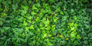 翠绿繁茂的植物墙背景