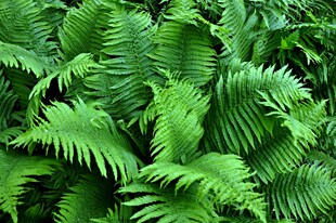翠绿蕨类植物叶片特写