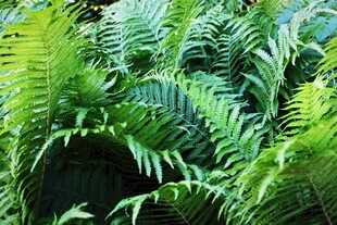 翠绿蕨类植物生机盎然