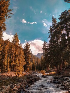 山间溪流旁的秋日森林美景