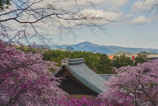 樱花掩映下的中式建筑
