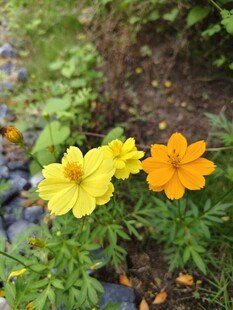 两朵明艳小花绽放草丛