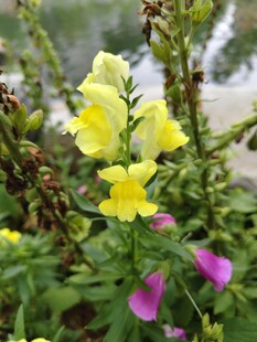 多彩花卉绽放