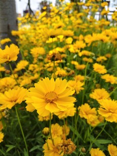 灿烂黄色花海绽放生机