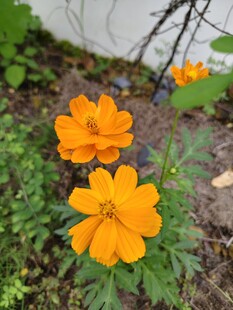 橙色小花绽放于绿植间