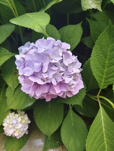 淡紫色绣球花绽放绿叶间
