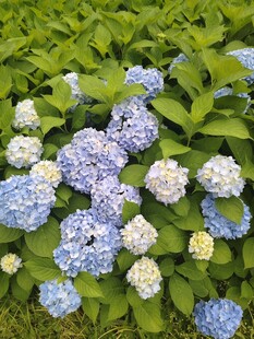 蓝白绣球花绽放于绿叶间