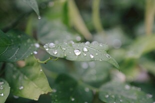 叶片上的晶莹水珠