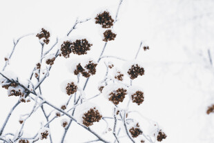 雪覆枯枝残果点缀