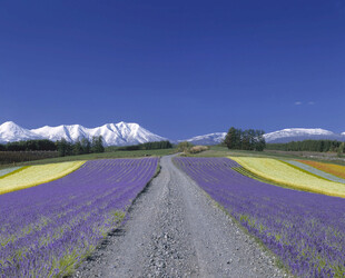 紫色花田与远山美景