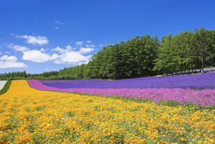 多彩花田