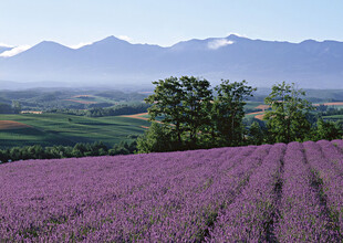 紫色薰衣草田与远山美景
