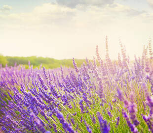 紫色薰衣草花海美景
