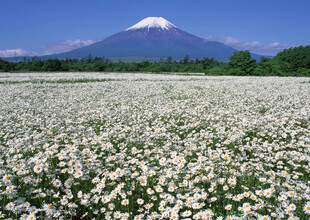 烂漫花海