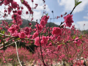 春日烂漫桃花绽放
