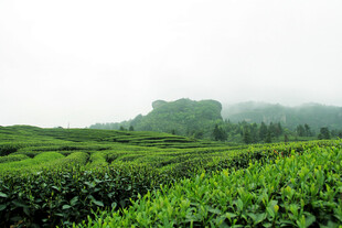 雾中茶园美景