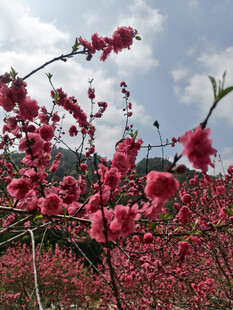 春日烂漫桃花绽放