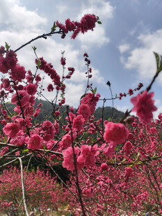 春日烂漫桃花盛开美景