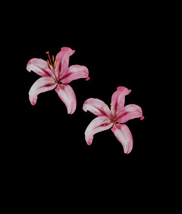两朵粉色百合花