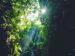 阳光穿透丛林