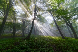 林间晨光洒下的静谧美景