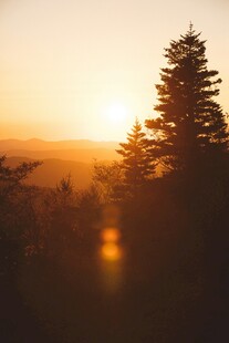 夕阳下的挺拔