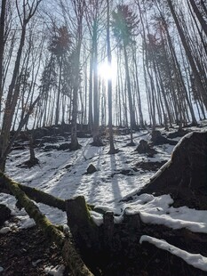 冬日林间雪景