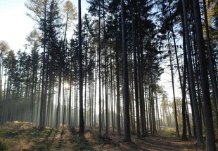 阳光穿透树林的静谧美景