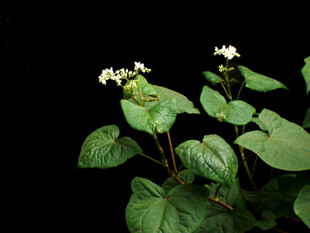 绿叶白花植物特写