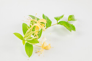 金银花特写清新自然花卉