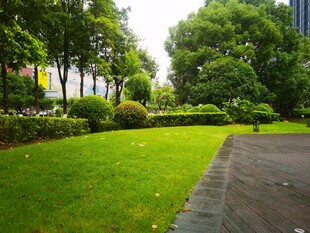 城市中绿意盎然的公园小径