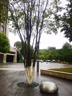 庭院中的树木与石景