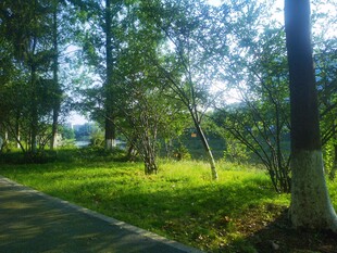 城市绿化小树林