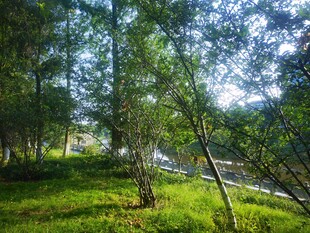 林间阳光洒落的静谧美景