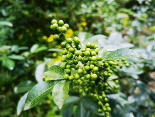 嫩绿花椒果