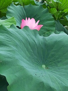 粉荷绿叶 夏日清新景致