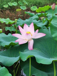 娇艳荷花绽放于绿叶间