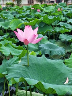 粉色荷花绽放于荷叶间