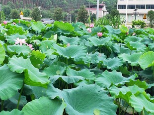 夏日荷塘绿意浓