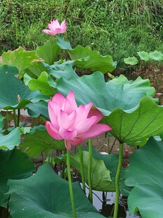 娇艳荷花绽放于绿叶间