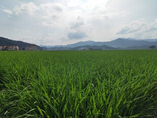 翠绿田野与远山的自然景致