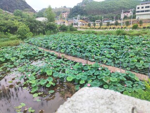 乡村荷塘美景